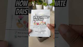 How to germinate Daisy pompomette seed at home daisy tbb seed [upl. by Norrahs963]