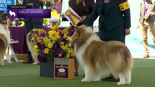 Collies Rough  Breed Judging 2023 [upl. by Meelas]