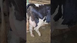 Mashallah premium dairy farmbig udderkabi asa hawana dakha hayoutubeshorts cow cowlevel viral [upl. by Ytsanyd]