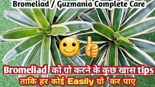 Bromeliad Plant CareGuzmania Plant growing tips Propagation Watering Soilmix Fertilizer [upl. by Adnael824]