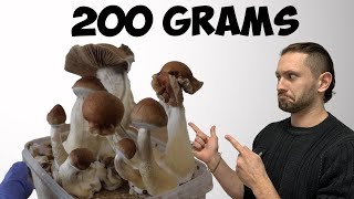 How I Magically Grew Golden Mushrooms in 12 Days  Teacher Growth Kit Step by Step [upl. by Seuguh]