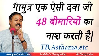 Rajiv dixit on GoMutra गोमूत्र cures 48 diseases like tbasthamaetc [upl. by Rivers375]