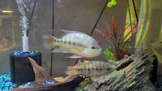 Amphilophus fish room update Red Devils Lyonsi Isletas Hogaboomrum and more [upl. by Boykins]