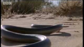 How snakes move amp run  Serpent  BBC Animals [upl. by Merwin]