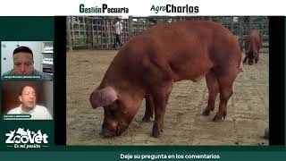 ✅¿ Que es la Hiperprolificidad de la cerda duroc maternal [upl. by Eceinwahs]