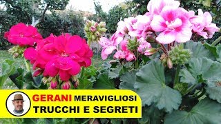 COLTIVARE I GERANI TRUCCHI E SEGRETI [upl. by Faun]