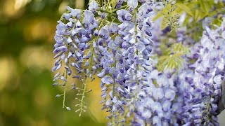 How to summer prune your wisteria [upl. by Neraa]