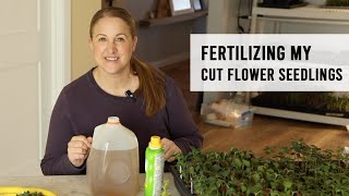 How I Fertilize My Cut Flower Seedlings [upl. by Alfredo892]