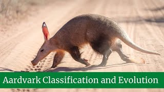 Aardvark Classification and Evolution Appearance Habitat Lifestyle Facts and Features [upl. by Amzu]