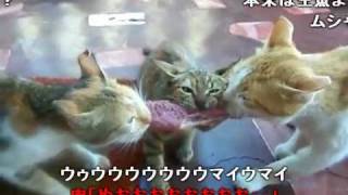 三匹の猫が肉の奪い合い （ニコ動コメント付） [upl. by Chadbourne825]