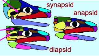 amniote diversity 1 anapsids synapsids [upl. by Anya270]