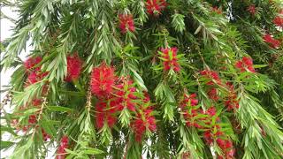 how to grow Bottle brush in hindi and urdu  بوتل برش کا درخت لگانے کا طریقہ [upl. by Afrika]