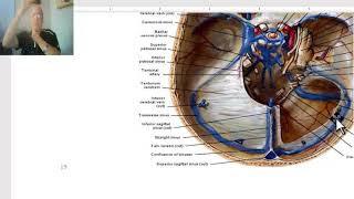 Anatomy of head and neck module in Arabic 47 Dural Venous sinuses  by Dr Wahdan [upl. by Eillo322]