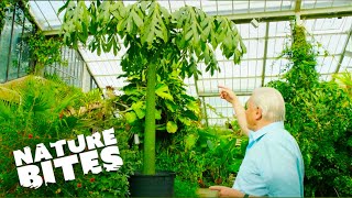 David Attenborough Uncovers Natures RecordBreaking Plant  Nature Bites [upl. by Bj]