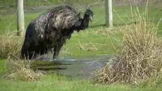 Crazy Emu Jumping for Joy and Taking a Bath [upl. by Ellinad]