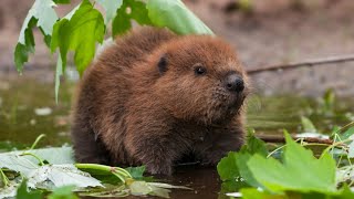 Beavers Nature’s Engineers and Ecosystem Heroes [upl. by Htesil]