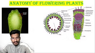 MERISTEMATIC TISSUE  ANATOMY OF FLOWERING PLANTS  NEETCUETClass11  neet L1 [upl. by Anilok]