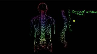 Axial skeleton  Locomotion and movement  Biology  Khan Academy [upl. by Leddy810]