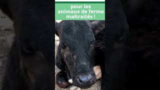 PÉTITION ⚠ Pour la création de structures d’accueil pour animaux de ferme maltraités [upl. by Cris]