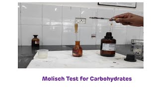 Molisch Test for Carbohydrates  Biochemistry Practical [upl. by Zorina66]