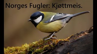 Norges Fugler Kjøttmeis [upl. by Tildy885]