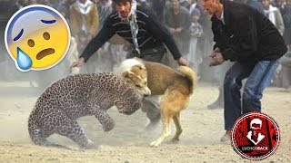 TOP 10 INCREÍBLES PELEAS ENTRE ANIMALES CAPTADAS EN VÍDEO [upl. by Gaw343]