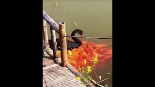 Why are so many fishes coming behind this swan shortvideos facts amazingfacts [upl. by Richmal678]