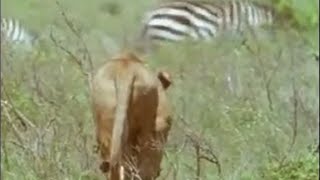 Zebra Hunting  5 Big Cats and a Camera  BBC Studios [upl. by Siesser]