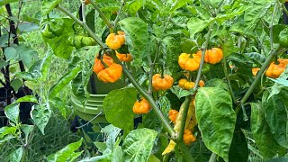 Growing Jamaican Scotch Bonnet Peppers 2021 [upl. by Nivalc]