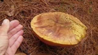 Boletus Luridus funghi [upl. by Farro]