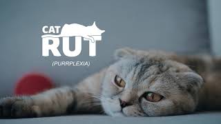 End Cat Rut w Meow Mix® Dry Cat Food [upl. by Edwina]