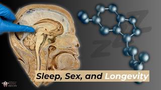 Sleep Sex amp Longevity The Power of Melatonin [upl. by Ilise]