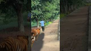 Tiger in park🤣trending viralshorts mindfresh funny fun comedy tiger lake park [upl. by Adena185]