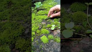 Moss landscaping ideas🌱😳moss plant artytshorts trending moss landscape art nature plants [upl. by Cassil]