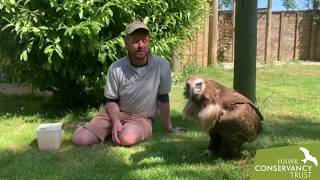 Ryan and Delores our Cinereous Vulture [upl. by Nyvek761]