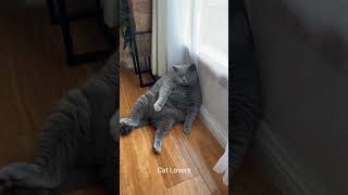 Funny Moments Of Fat Cats 🤣 [upl. by Shien]