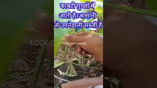 छतघर पर सब्जी कैसे उगाएंGamle me sabji kaise lagayegardening tipsshorts homegarden [upl. by Oidivo]