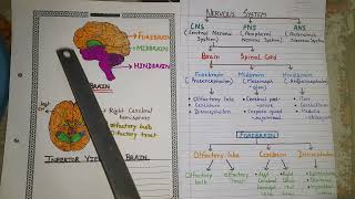 BRAIN and its parts FOREBRAIN and its 1st part olfactory lobe with diagram in hindi PART 1 [upl. by Portwin]