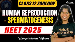 Class 12 Zoology  Human Reproduction  Spermatogenesis  NEET 2025  Vedantu NEET Tamil [upl. by Prudie]