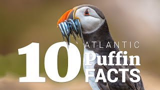 10 Atlantic puffin facts [upl. by Nolubez]