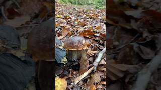 Un joli cèpe en pleine forêt 🍄🌳 mushroom champignons cèpes nature [upl. by Htabazile94]