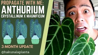 Propagating My Anthurium Crystallinum x Magnificum 💚 WITH UPDATES Propagation in LECA amp Perlite [upl. by Louisa618]