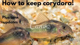 How to keep corydora and news on my tank [upl. by Nebur]