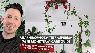 Mini Monstera Rhaphidophora tetrasperma Care Guide and Growing Tips [upl. by Htinek104]