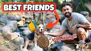 💥Dog VS birds  ദൈവമേ ഇവൻ നമ്മുടെ കാടക്കോഴിയെ പറപ്പിച്ചു [upl. by Strohben]