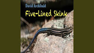 FiveLined Skink [upl. by Norraj]