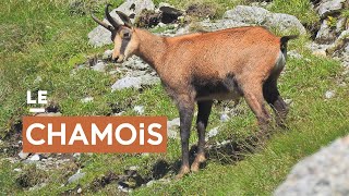 Le chamois [upl. by Aneerbas279]