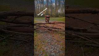 running nature trailrunning dogrunning dogjump dogtraining doglife kelpie finland [upl. by Ellery]