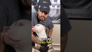 Pitbull Shedding Solved in 10 Minutes a Day [upl. by Aicram618]