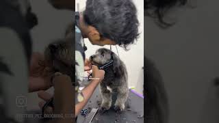 Lhasa Apso hair trimming groomed grooming cuteanimal cute pets [upl. by Valera]